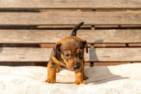 Ein Einen Monat Alter Brauner Jack Russell Welpe Steht Auf — Stockfoto