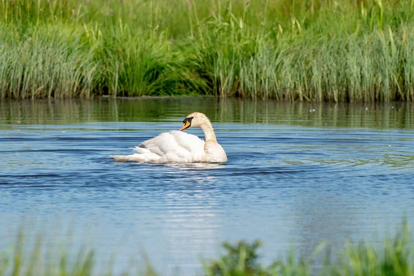 晴れた日には青い湖の水に白鳥 池に白鳥 自然シリーズ — ストック写真