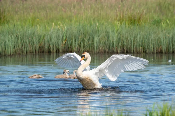 晴れた日に青い湖の水に羽ばたき翼で白鳥を踊る 水飛沫が飛び回る 背景に若い白鳥 池の上のチェック 自然シリーズ — ストック写真