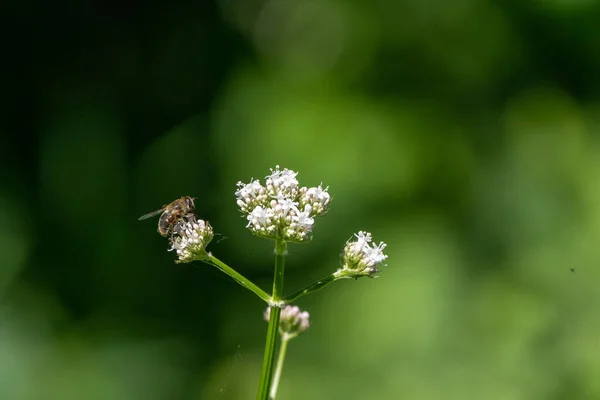 꿀벌은 꽃에서 꽃가루를 모은다 부드러운 야생화 — 스톡 사진