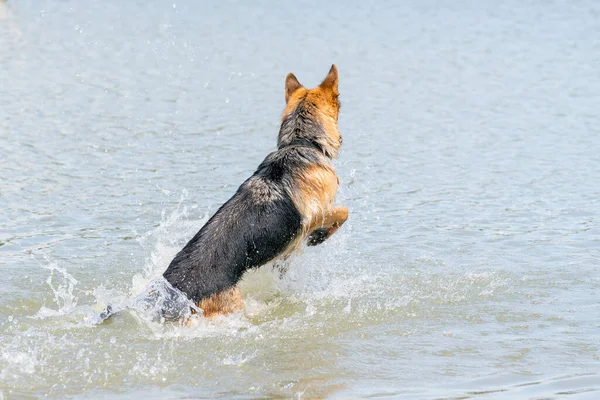 若い幸せなドイツの羊飼いは 水で遊んでいる 湖の中で犬が飛び跳ねる — ストック写真