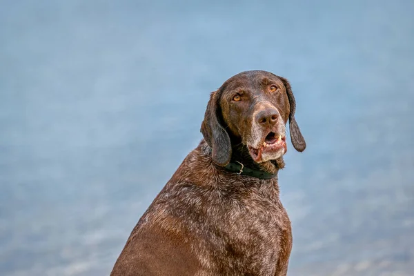 Gedetailleerde Foto Van Een Duitse Kortharige Pointer Sap Hond Zittend — Stockfoto