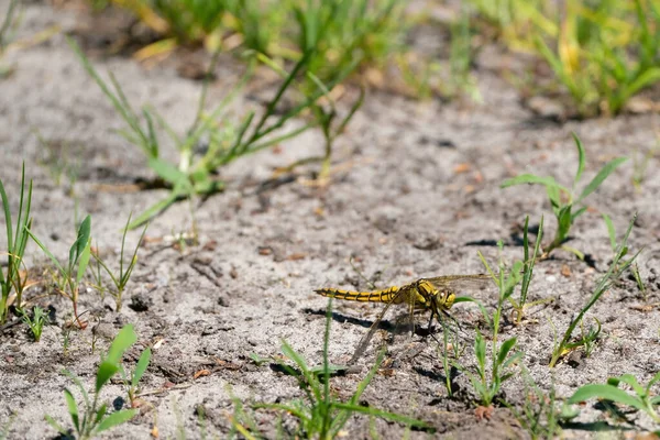 Libélula Colorida Sendero Arenoso Mira Directamente Cámara Cabeza Detallada Aislado —  Fotos de Stock