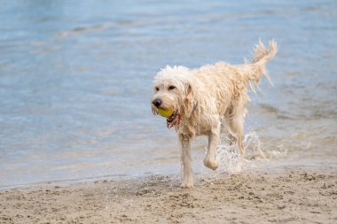 Beyaz Labradoodle köpeği suyun kenarında yürüyor. Kuru köpek kumsalda yarı yarıya yürüyor ve yarı yarıya suda, kuyruğunu kaldır.