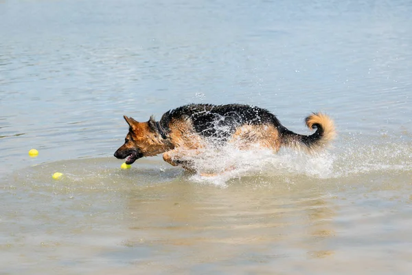 若い幸せなドイツの羊飼いは 水で遊んでいる 犬は湖に飛び 楽しくジャンプします 口の中の黄色いテニスボール — ストック写真