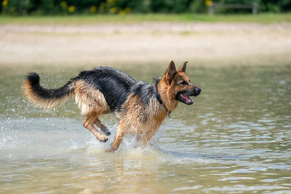 Genç mutlu Alman çoban köpeği, suda oynuyor. Köpek su sıçratır, koşar ve mutlu bir şekilde göle atlar..