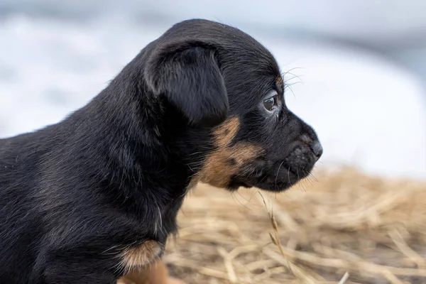Brindle Jack Russell Hoofd Puppy Een Maand Oud Het Lijkt — Stockfoto