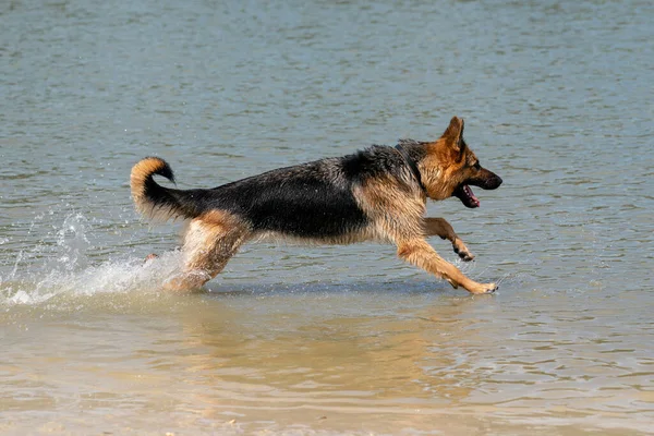 若い幸せなドイツの羊飼いは 水で遊んでいる 犬は湖に飛び込み そして喜んでジャンプします — ストック写真