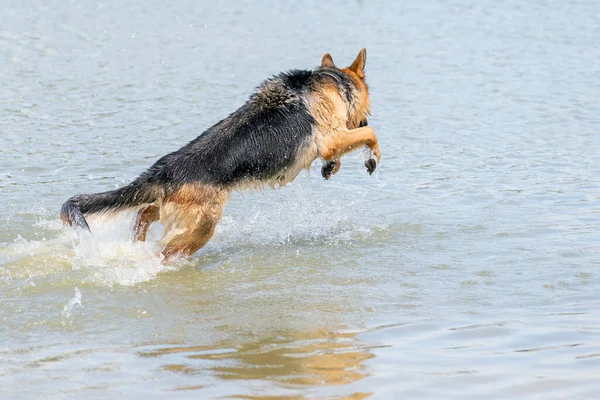 若い幸せなドイツの羊飼いは 水で遊んでいる 湖の中で犬が飛び跳ねる — ストック写真