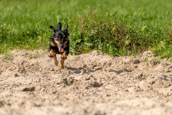 Jack Russell Terrier Springer Gul Sand Den Unga Bruna Svarta — Stockfoto