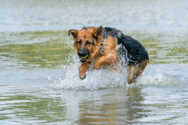 Genç mutlu Alman çoban köpeği, büyük bir sıçramayla suya atladı. Köpek su sıçratır ve mutlu bir şekilde göle atlar. Ağzında sarı tenis topu.