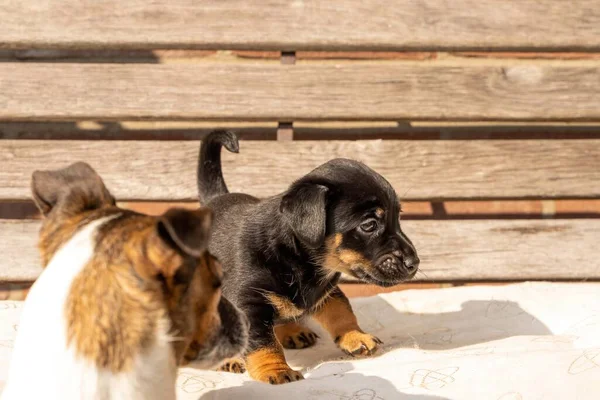 Ein Einen Monat Alter Brauner Jack Russell Welpe Steht Auf — Stockfoto