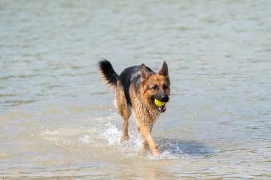 Genç mutlu Alman çoban köpeği, suyun kenarında yürüyor. Köpek gölde mutlu bir şekilde yürüyor. Ağzında sarı tenis topu.