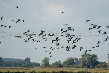 Bir Barnacle kaz sürüsü, Branta lökosis, mavi gökyüzünde uçuyor. Sonbaharda çimenlerin ve sazlıkların üzerinde. Kendi habitatlarında.
