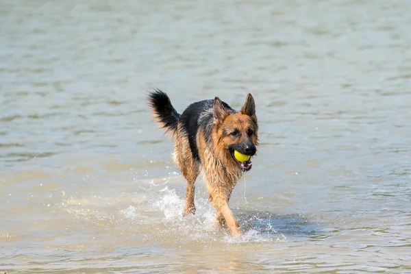 Joven Pastor Alemán Feliz Camina Borde Del Agua Perro Está — Foto de Stock