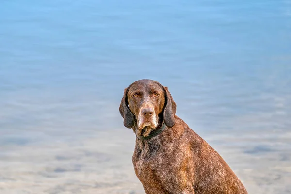 Gedetailleerde Foto Van Een Duitse Kortharige Pointer Sap Hond Zittend — Stockfoto