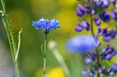 Yaz manzarası... kır çiçekleri... Mısır çiçekleri... ve güneş ışınlarında mor lupin...