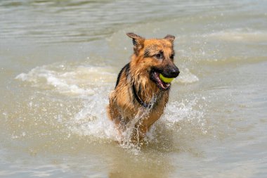 Genç mutlu Alman çoban köpeği, suda oynuyor. Köpek sıçrıyor, koşuyor ve gölde mutlu bir şekilde zıplıyor. Ağzında sarı tenis topu..