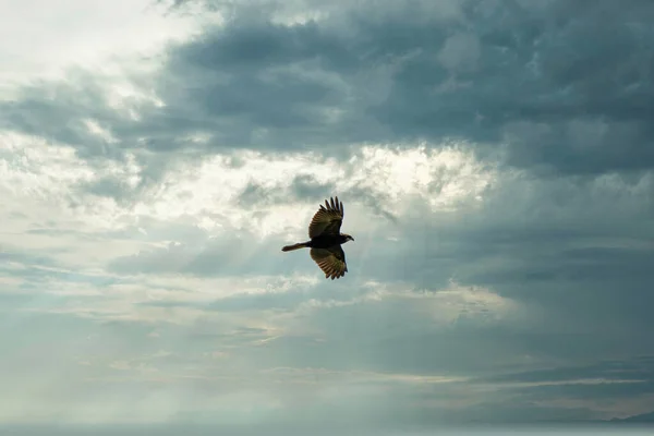 Buzzard en vol aux ailes tendues, au ciel spectaculaire, bleu et gris spectaculaire. coloré, un animal, fond, thèmes animaux, coucher de soleil — Photo