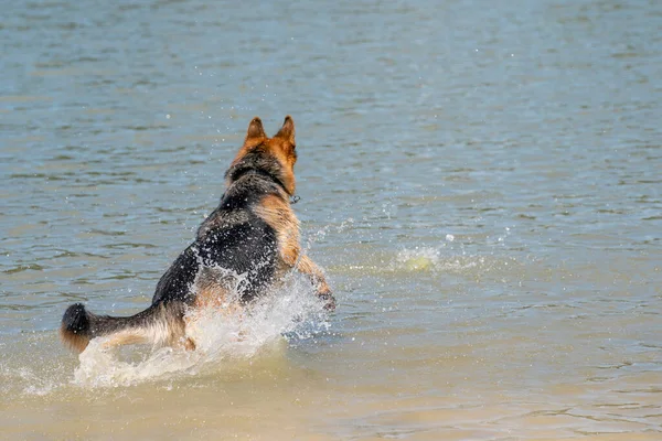 若い幸せなドイツの羊飼いは、水で遊んでいる。湖の中で犬が飛び跳ねる — ストック写真