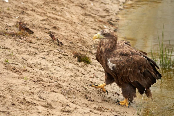 Ein Jagender Weißkopfseeadler Geht Mit Großen Schritten Über Den Sand — Stockfoto