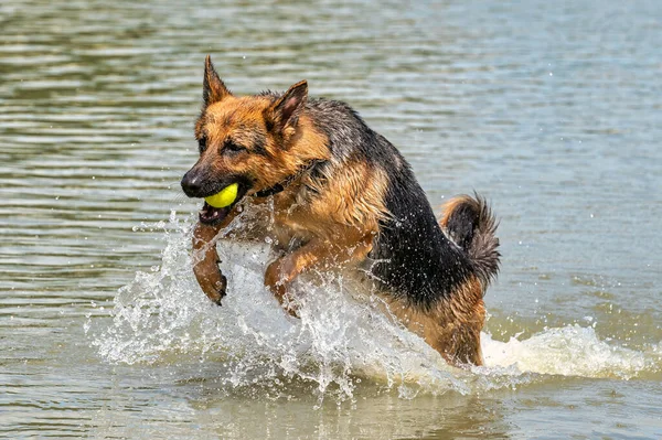 若い幸せなドイツの羊飼い、大きなスプラッシュで水の中に飛び込む。犬は飛び込み、喜んで湖に飛び込む。口の中の黄色いテニスボール — ストック写真