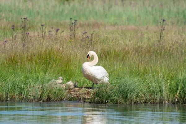 湖に沿って芝生の中で若い灰色の白鳥。母白鳥の横には、青い水の中に反射して立っている。チック、若い動物、若い白鳥 — ストック写真