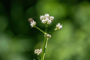 Bal arısı beyaz çiçeklerden polen topluyor. Yumuşak yeşil arka plan. Yaz, yabani çiçekler, sakin, rahatlatıcı.