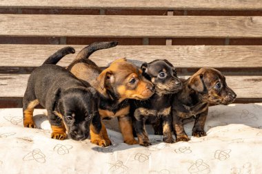 Dört aylık kahverengi brindle Jack Russell yavruları bir bahçe bankında duruyor. Güneşin altında ilk kez. Hayvan Temaları, Seçici Odaklanma, Görüntü, Yastık.