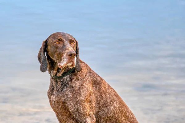 Detailed Headshot German Shorthaired Pointer Gsp Dog Sitting Beach Lake — Zdjęcie stockowe