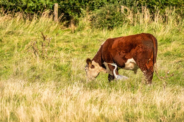 En detaljerad grå häger går förbi en vild brun ko. På hösten skiner solen. Djur teman, bakgrund, kopia utrymme — Stockfoto