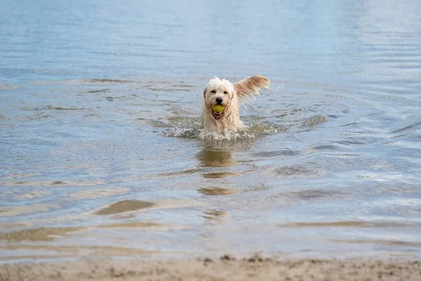 Labradoodle dog runs out of the water with a yellow ball in its mouth. White curly dog in the blue lake. Water droplets leak from its beak and tail — Foto de Stock