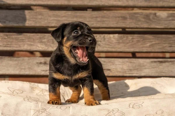 Miesiąc brązowy szczeniak Jack Russell stoi na drewnianej ławce ogrodowej. Po raz pierwszy na słońcu. Tematy zwierząt, poduszka, ostrość selektywna, rozmycie — Zdjęcie stockowe