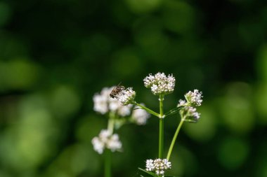 Bal arısı beyaz çiçeklerden polen topluyor. Yumuşak yeşil arka plan. Yaz, yabani çiçekler, sakin, rahatlatıcı.