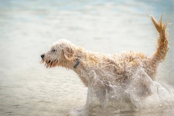 Beyaz Labradoodle Köpeği Gölde Koşuyor Etrafta Bir Sürü Sıçrıyor Oynamak — Stok fotoğraf