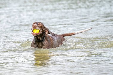 Ayrıntılı Alman Kısa Göstergesi Pointer. Köpek ağzında sarı bir tenis topuyla mavi gölde yüzer. Bir yaz günü boyunca.
