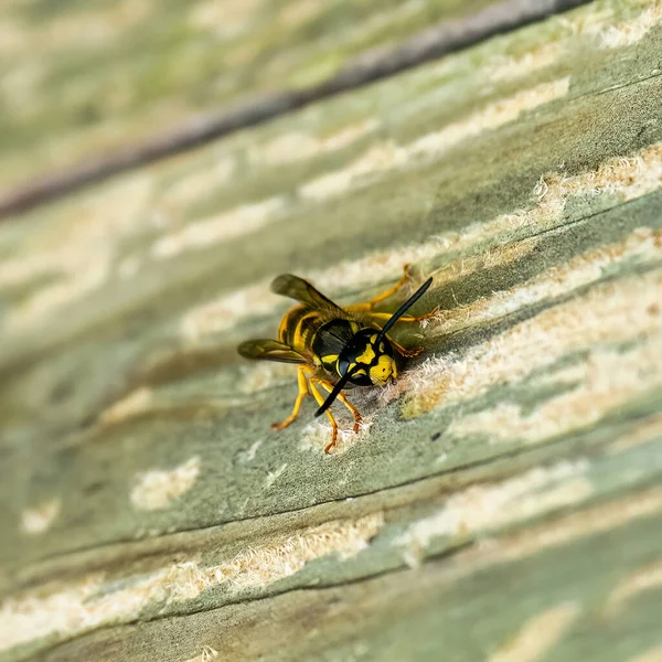 Papierwesp verzamelt houtvezels voor nestbouw. Een gele en zwarte wesp. Buiten op een houten plank. Van voren gezien. Hout strippen. Vierkante foto — Stockfoto