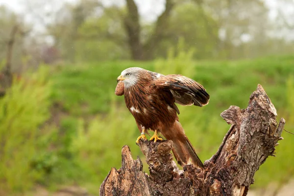 Detailed Portrait Red Kite Bird Prey Land Outspread Wings Stump — Stock Photo, Image