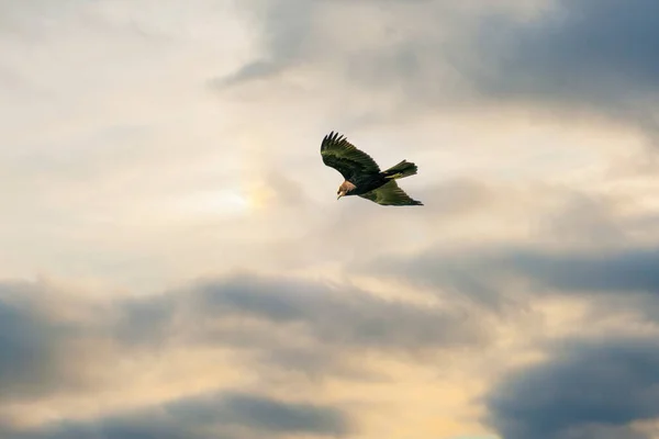Mäusebussard Flug Mit Ausgestreckten Flügeln Mit Spektakulärem Dramatischem Blauen Und — Stockfoto