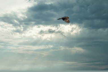 Kanatları açık uçan şahin, olağanüstü, mavi ve gri gökyüzü. Renkli, bir hayvan, arka plan, hayvan teması, günbatımı.