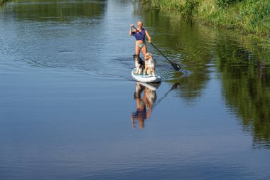 Peize, Hollanda 16 Temmuz 2021: Güneş yanığı olmuş tişörtlü, bikinili bir kadın. İki Alman çoban köpeğiyle birlikte kürek çekiyorlar. Hayvan teması, cennet, spor ve rahatlama. Peize, Hollanda.