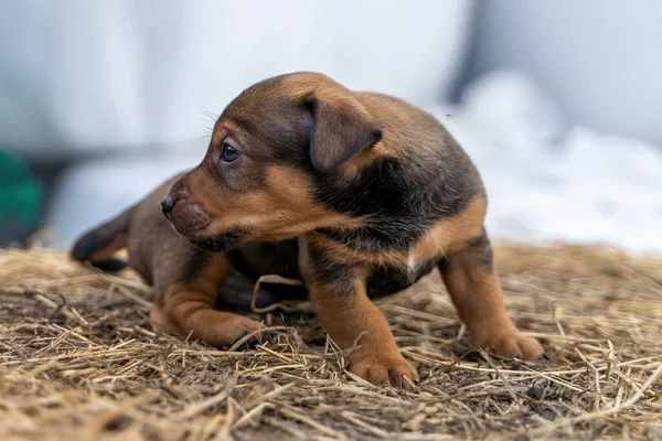 Miesiąc Brązowy Jack Russell Stoi Sianie Out First Time Tematy — Zdjęcie stockowe