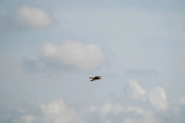 Mäusebussard Flug Mit Ausgestreckten Flügeln Mit Spektakulärem Dramatischem Blauen Und — Stockfoto