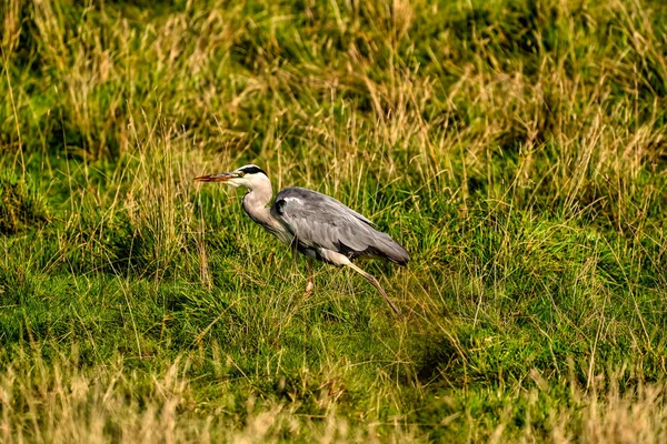 En detaljerad grå häger går i det gröna gräset. Djur teman, bakgrund, kopia utrymme — Stockfoto