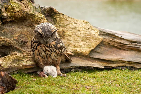 Wild Eurasian Eagle Owls Fuera Nido Madre Polluelo Blanco Comen — Foto de Stock