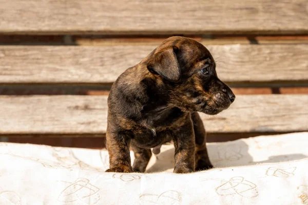 One Month Old Brown Jack Russell Puppy Stands Wooden Garden — Stock Photo, Image
