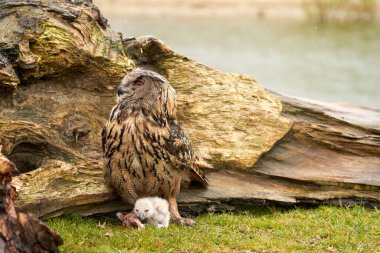 Yuvalarının dışında vahşi Avrasya Kartal Baykuşları. Anne ve beyaz piliç, bir parça et yiyorlar..