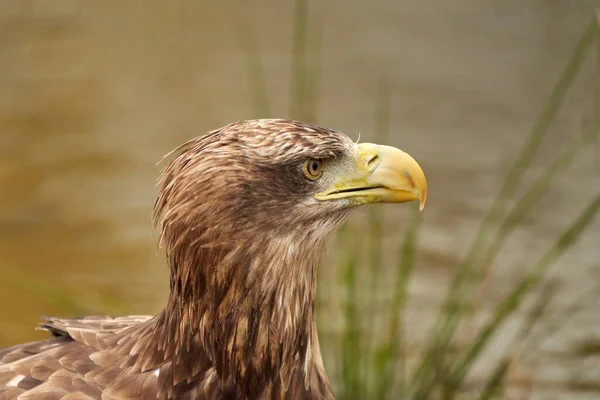 Uma Cabeça Águia Careca Detalhada Conta Amarela Pássaro Senta Borda — Fotografia de Stock