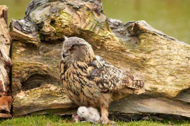 Yuvalarının dışında vahşi Avrasya Kartal Baykuşları. Anne ve beyaz piliç, bir parça et yiyorlar.