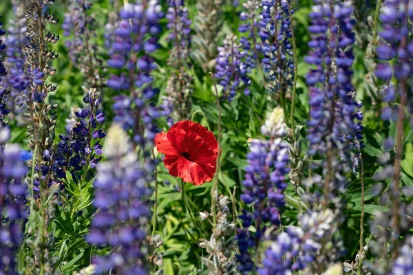 Дика макова квітка на розмитому фоні фіолетового та білого люпину — стокове фото